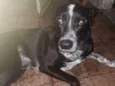 Loki