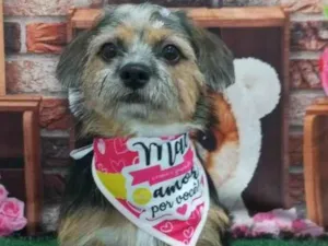 Cachorro raça Shitzu idade 1 ano nome Preta