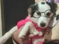 Belinha 