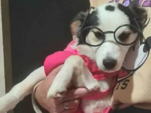 Cachorro raça SRD-ViraLata idade 7 a 11 meses nome Belinha 