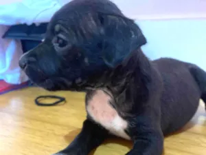 Cachorro raça SRD-ViraLata/ Rottweiler idade Abaixo de 2 meses nome Filhotes da Pantera