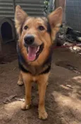 SPIKE (Mix com pastor alemão)