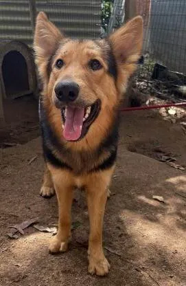 Cachorro ra a SRD-ViraLata idade 2 anos nome SPIKE (Mix com pastor alemão)