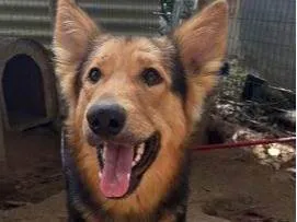 Cachorro ra a SRD-ViraLata idade 2 anos nome SPIKE (Mix com pastor alemão)
