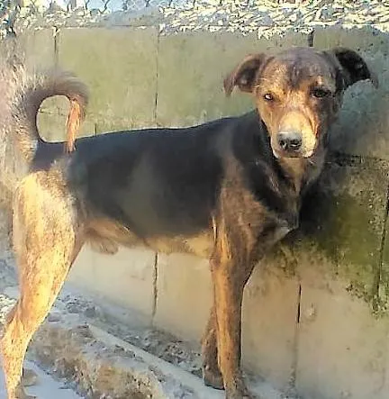 Cachorro ra a SRD-ViraLata idade 1 ano nome Binho