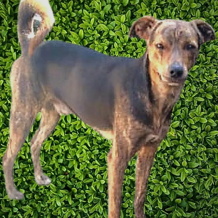 Cachorro ra a SRD-ViraLata idade 1 ano nome Binho