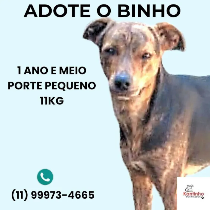 Cachorro ra a SRD-ViraLata idade 1 ano nome Binho