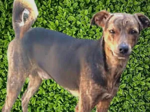Cachorro raça SRD-ViraLata idade 1 ano nome Binho