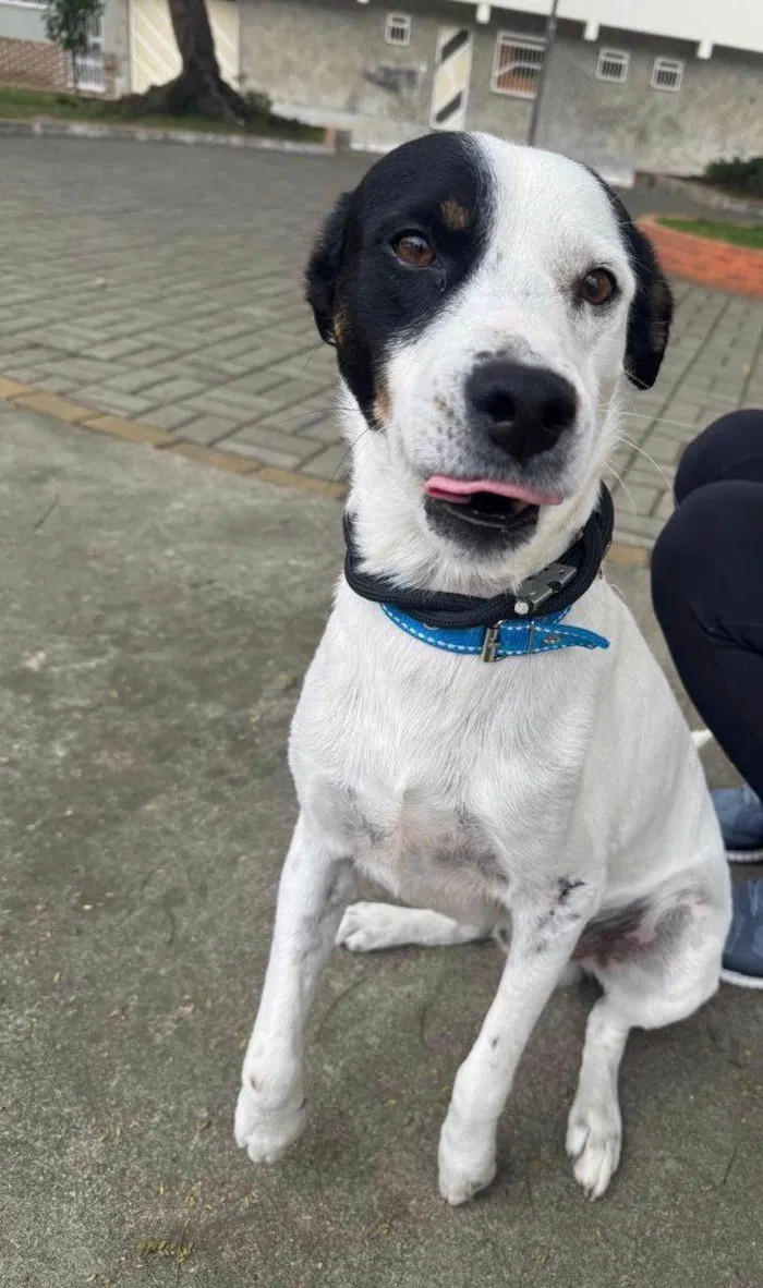 Cachorro ra a SRD-ViraLata idade 3 anos nome Logan