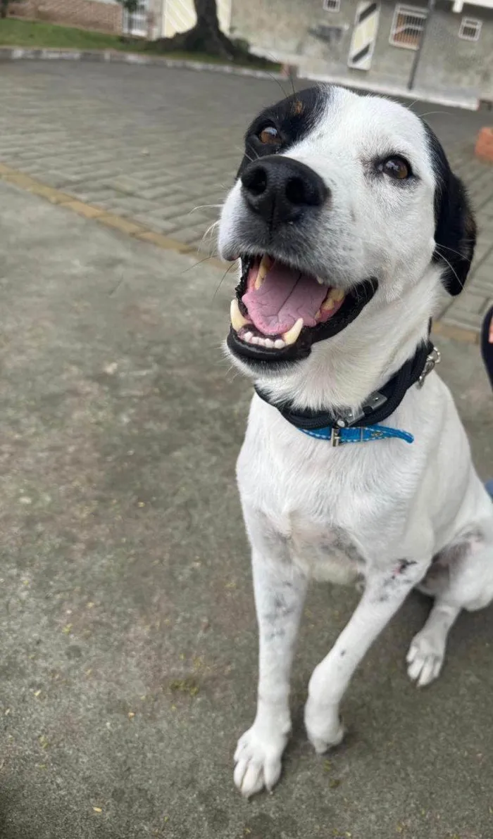 Cachorro ra a SRD-ViraLata idade 3 anos nome Logan