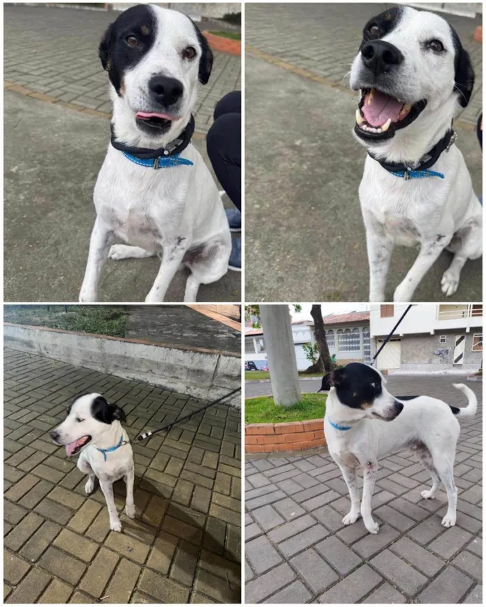 Cachorro ra a SRD-ViraLata idade 3 anos nome Logan