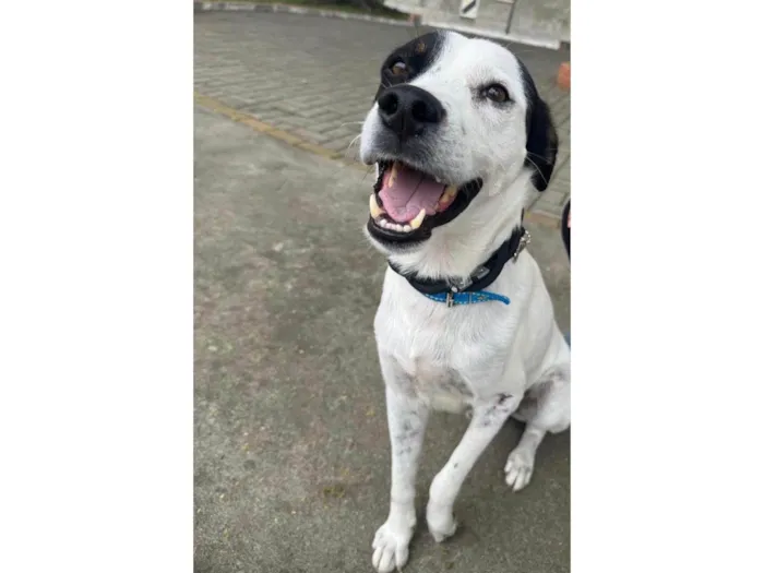 Cachorro ra a SRD-ViraLata idade 3 anos nome Logan