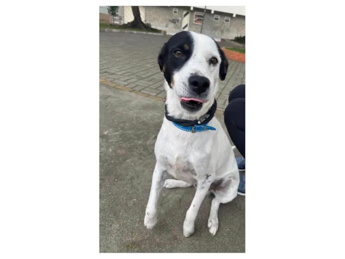 Cachorro ra a SRD-ViraLata idade 3 anos nome Logan