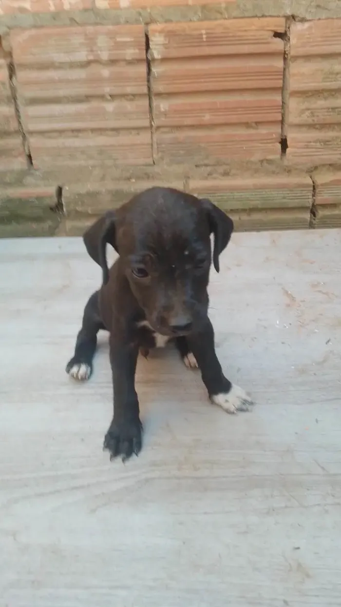 Cachorro ra a SRD-ViraLata idade 2 a 6 meses nome Não tem nome 