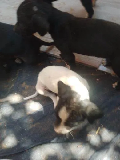 Cachorro ra a SRD-ViraLata idade 2 a 6 meses nome Não tem nome 
