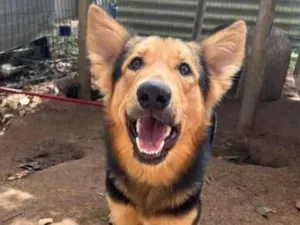 Cachorro raça SRD-ViraLata idade 2 anos nome SPIKE (Mix com pastor alemão)