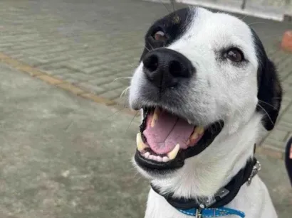 Cachorro raça SRD-ViraLata idade 3 anos nome Logan