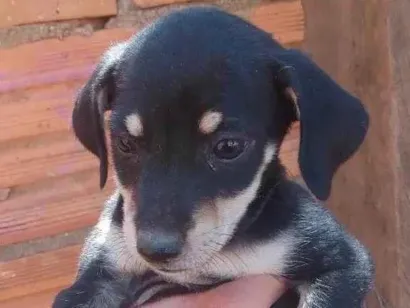 Cachorro raça SRD-ViraLata idade 2 a 6 meses nome Não tem nome 