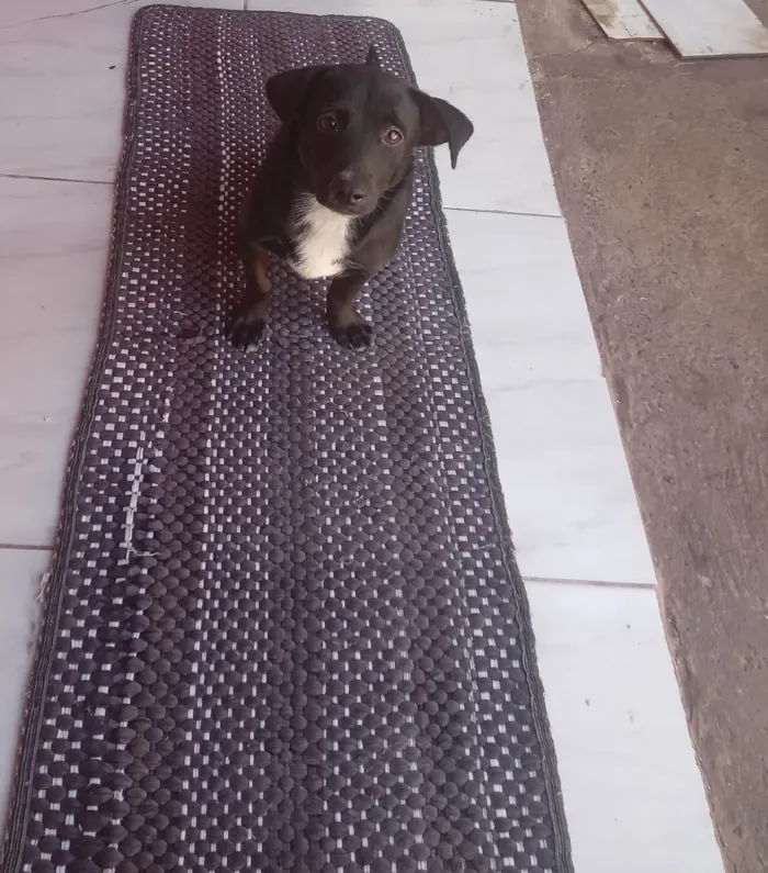 Cachorro ra a SRD-ViraLata idade 7 a 11 meses nome Lupe