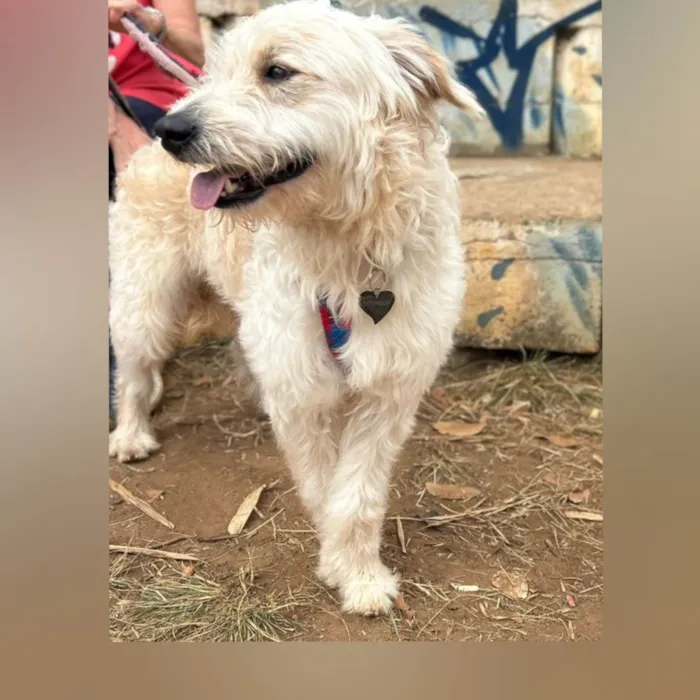 Cachorro ra a SRD-ViraLata idade 2 anos nome Snow