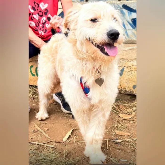 Cachorro ra a SRD-ViraLata idade 2 anos nome Snow