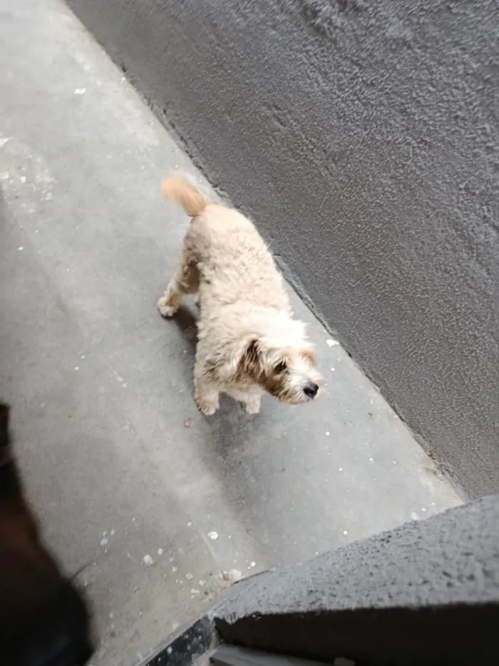 Cachorro ra a Poodle idade 4 anos nome Chico
