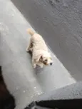 Chico