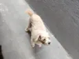Chico