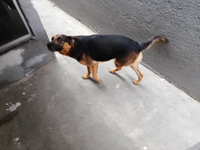 Cachorro ra a Pastor Alemão idade 3 anos nome Marry
