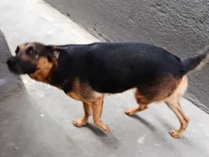 Cachorro raça Pastor Alemão idade 3 anos nome Marry