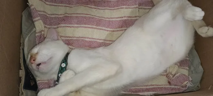 Gato ra a SRD-ViraLata idade 7 a 11 meses nome Bartolomeu