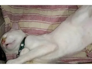 Gato raça SRD-ViraLata idade 7 a 11 meses nome Bartolomeu