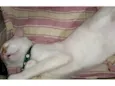 Bartolomeu