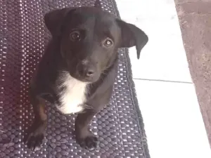 Cachorro raça SRD-ViraLata idade 7 a 11 meses nome Lupe