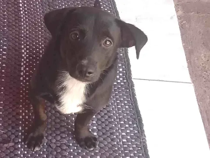 Cachorro ra a SRD-ViraLata idade 7 a 11 meses nome Lupe