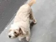 Chico