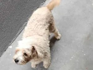 Cachorro raça Poodle idade 4 anos nome Chico