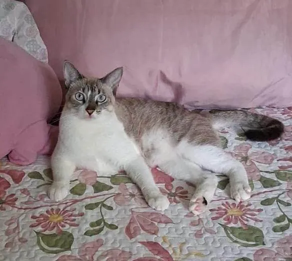 Gato ra a Siamês idade 1 ano nome Lolo