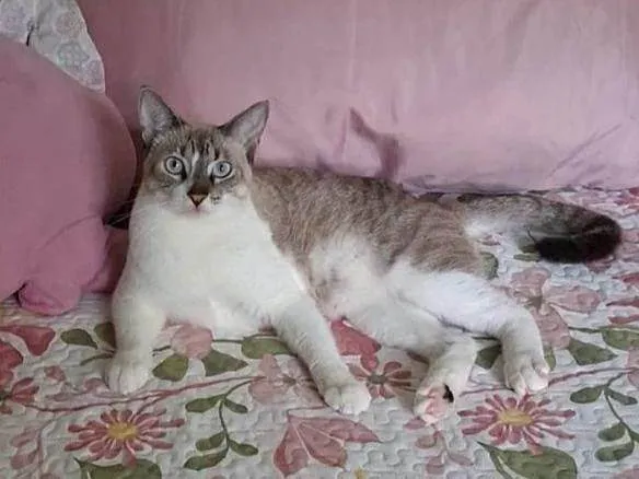Gato ra a Siamês idade 1 ano nome Lolo