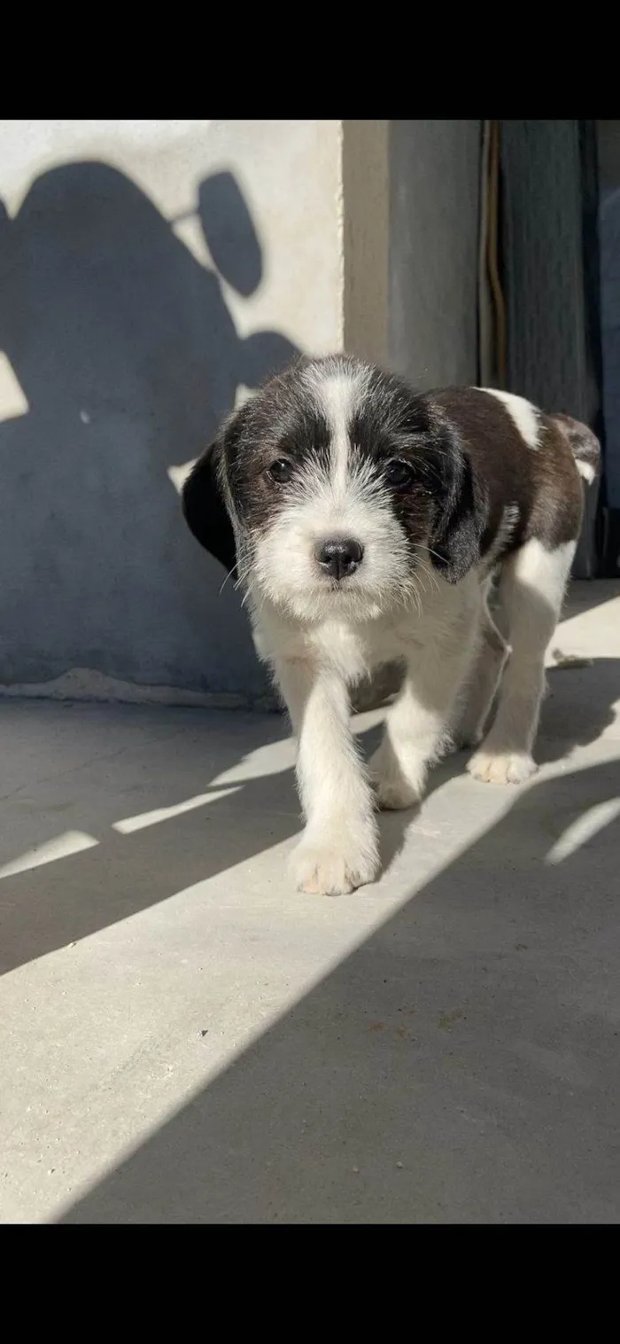 Cachorro ra a Shnauzer idade 2 a 6 meses nome Budyl