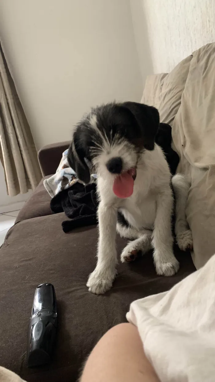 Cachorro ra a Shnauzer idade 2 a 6 meses nome Budyl