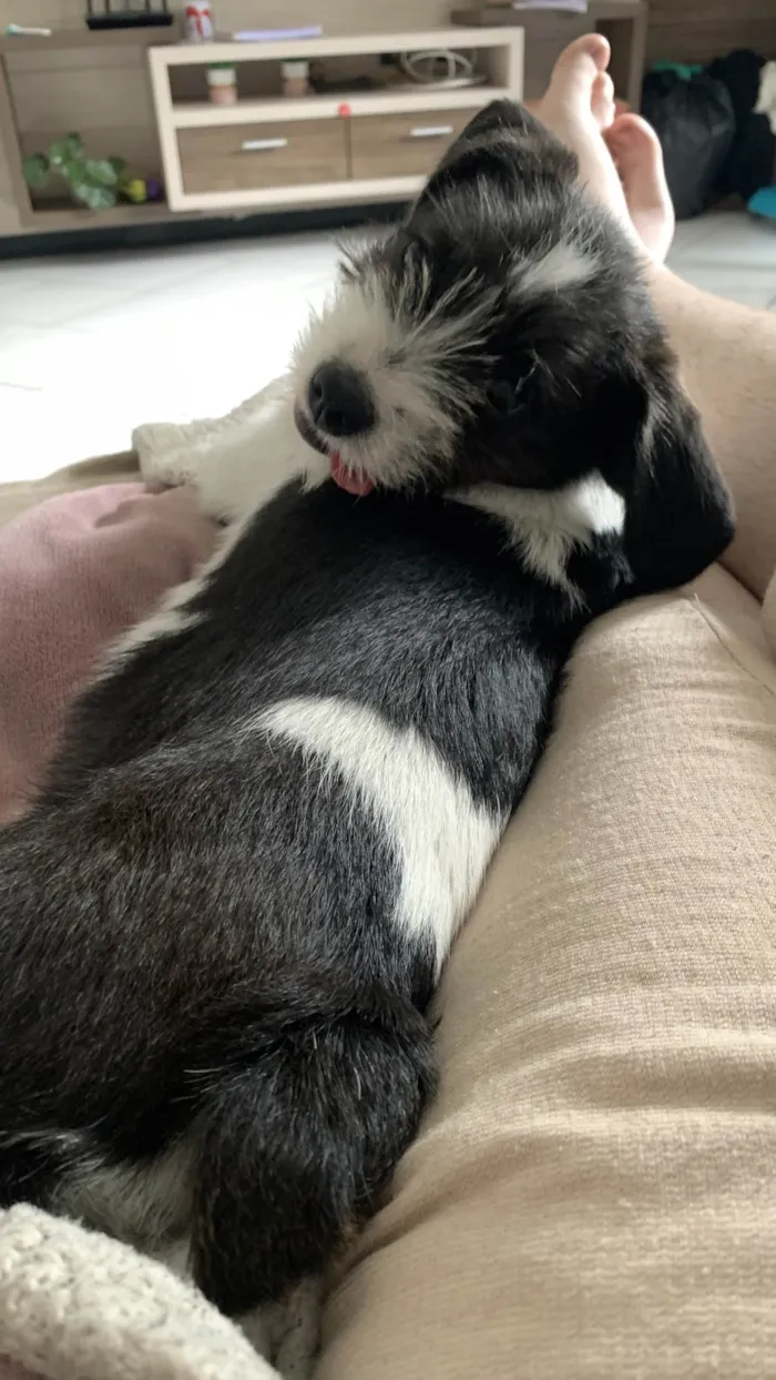 Cachorro ra a Shnauzer idade 2 a 6 meses nome Budyl