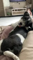 Budy