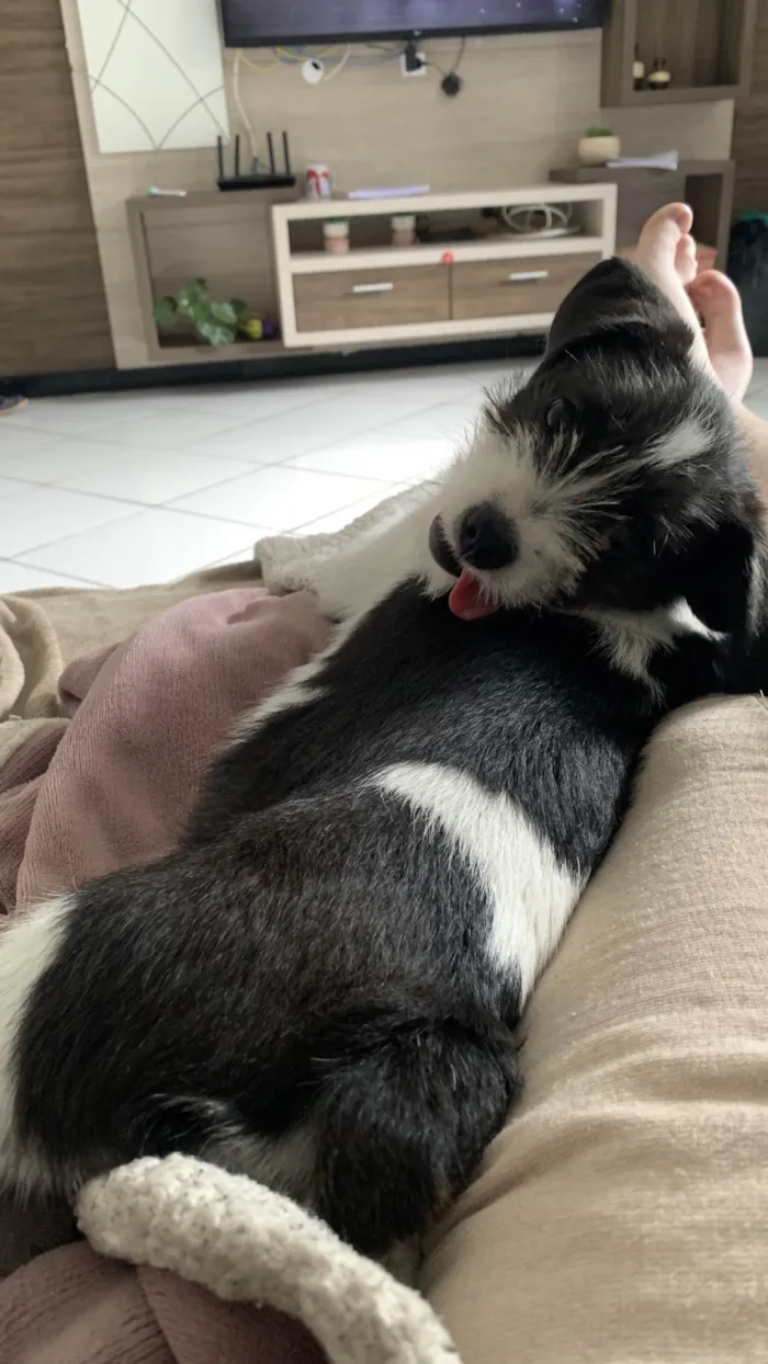 Cachorro ra a SRD-ViraLata idade 2 a 6 meses nome Budy