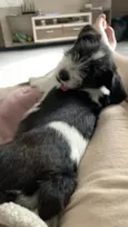 Budy