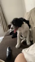 Budy