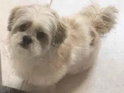 Cachorro raça Lhasa Apso idade 6 ou mais anos nome Lucky