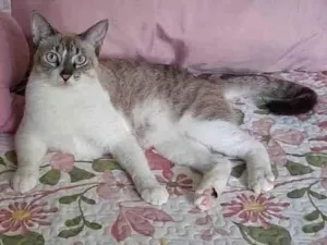 Gato raça Siamês idade 1 ano nome Lolo