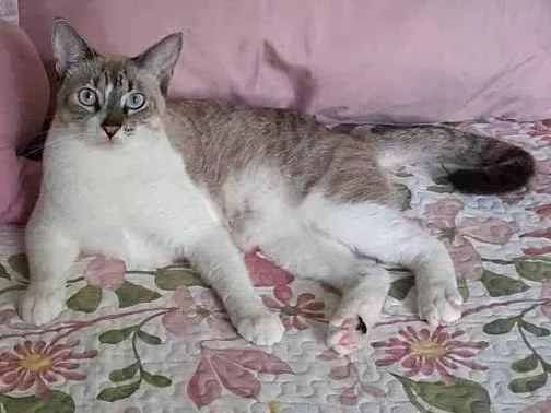 Gato ra a Siamês idade 1 ano nome Lolo