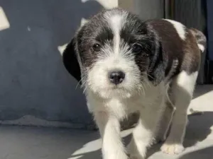 Cachorro raça Shnauzer idade 2 a 6 meses nome Budyl